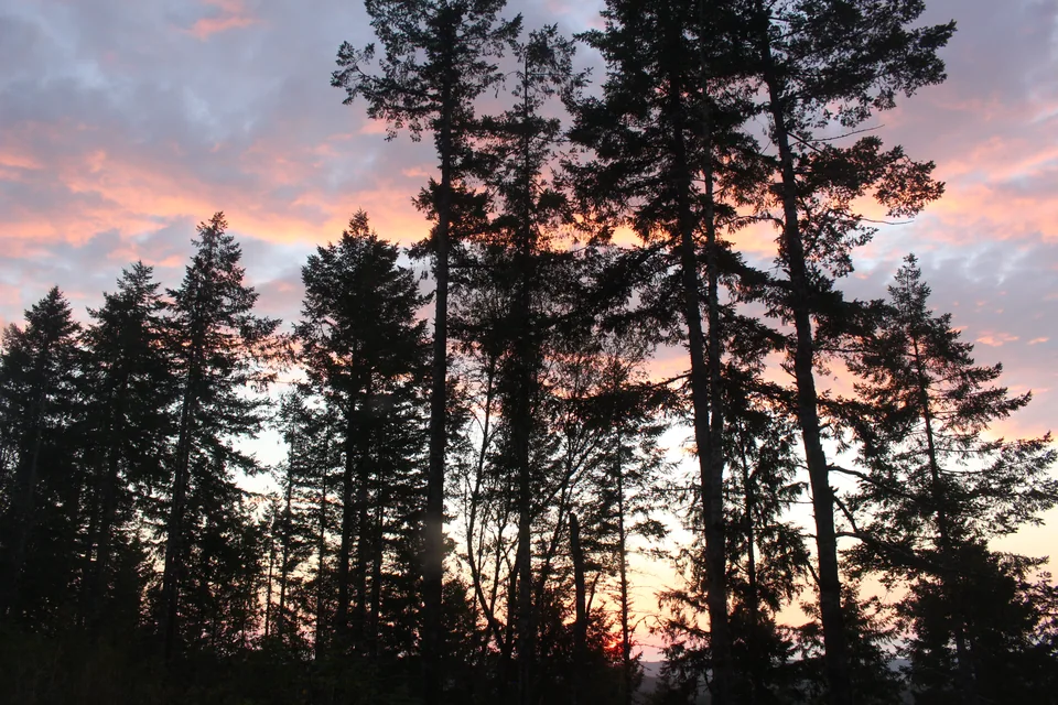 Evergreen silhouettes against pink evening clouds